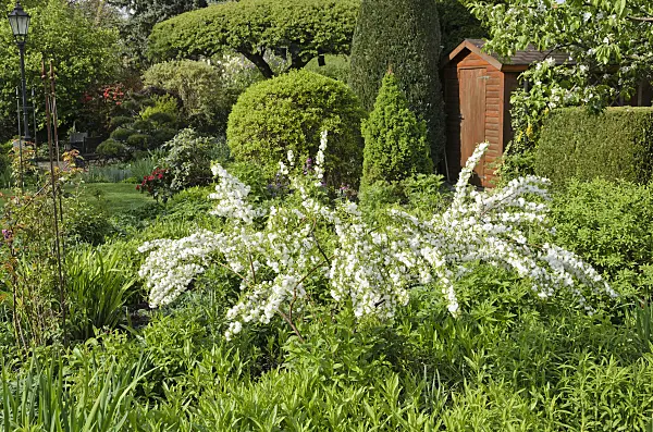 520145 - Chinese bush berry (Prunus glandulosa 'Alboplena') in a perennial garden