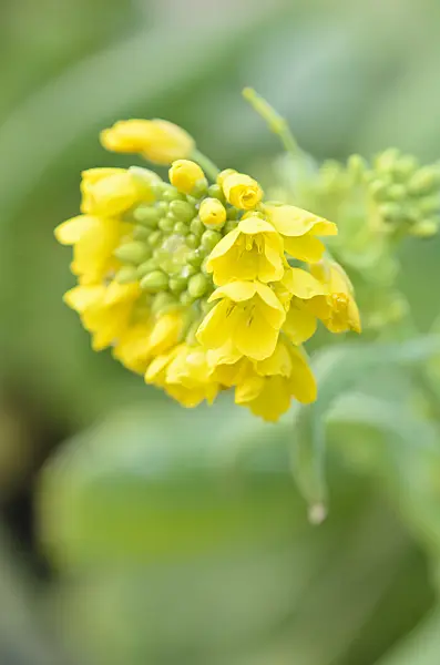 553055 - Chinese cabbage (Brassica rapa subsp. pekinensis)