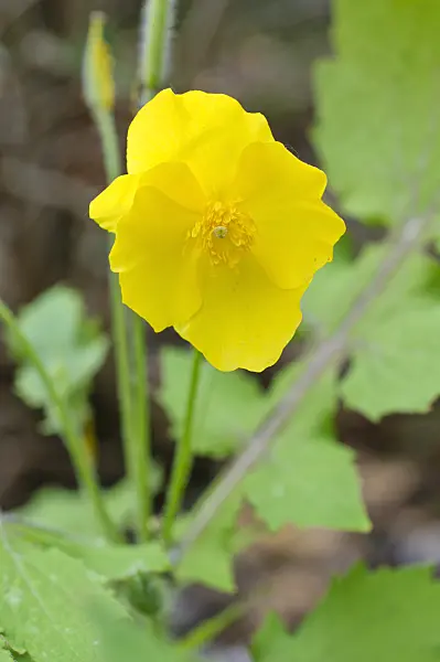 471342 - Chinese celandine poppy (Stylophorum lasiocarpum)