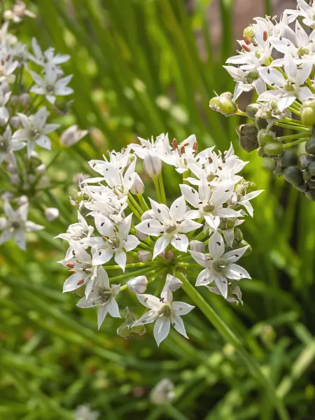 405040 - Chinese chives (Allium tuberosum)