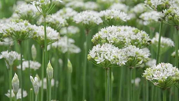 499136 - Chinese chives (Allium tuberosum)