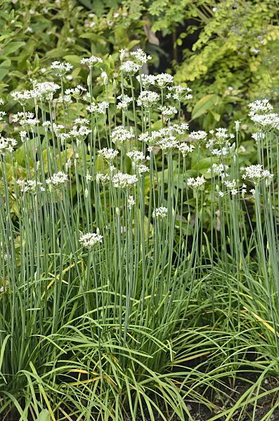 547360 - Chinese chives (Allium tuberosum)