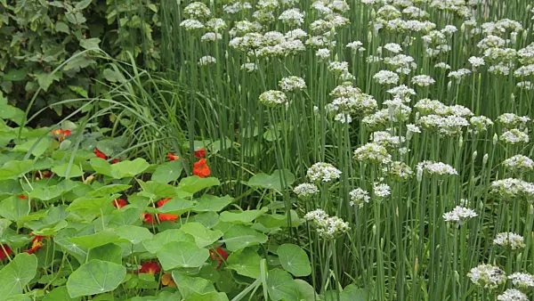 499137 - Chinese chives (Allium tuberosum) and garden nasturtium (Tropaeolum majus)