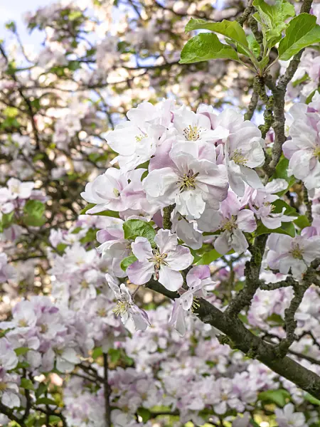 460061 - Chinese crab apple (Malus spectabilis)