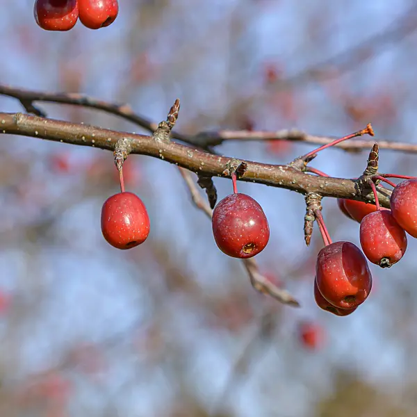607159 - Chinese crab apple (Malus spectabilis)