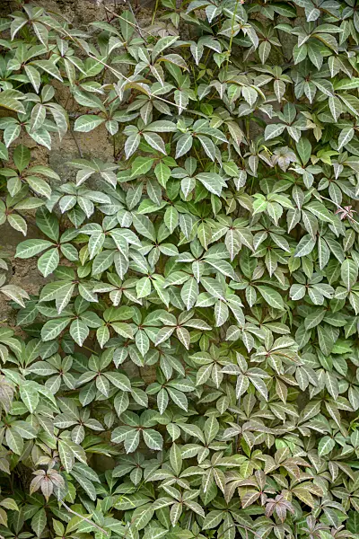 558172 - Chinese creeper (Parthenocissus henryana)