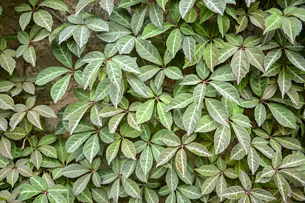 558173 - Chinese creeper (Parthenocissus henryana)