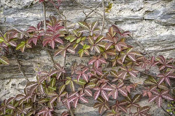 558174 - Chinese creeper (Parthenocissus henryana)