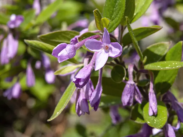 437299 - Chinese daphne (Daphne genkwa)