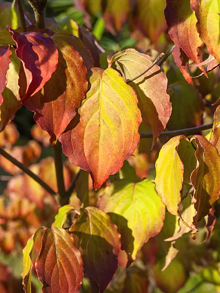 430143 - Chinese dogwood (Cornus kousa var. chinensis)