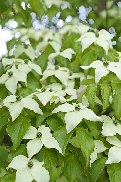 472287 - Chinese dogwood (Cornus kousa var. chinensis)