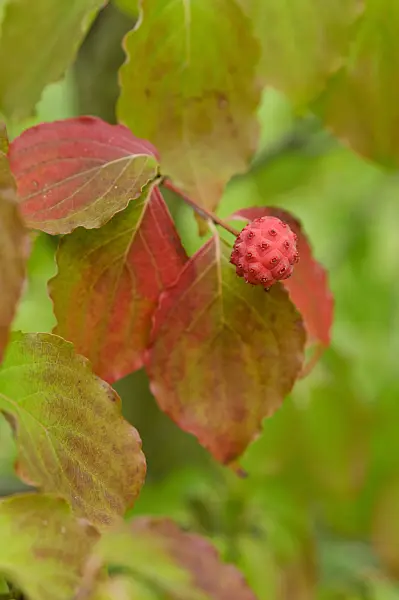 476167 - Chinese dogwood (Cornus kousa var. chinensis)