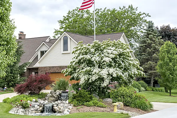 607032 - Chinese dogwood (Cornus kousa var. chinensis)