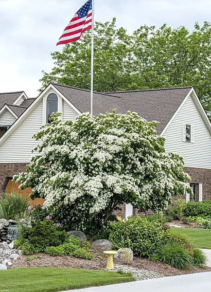 607033 - Chinese dogwood (Cornus kousa var. chinensis)