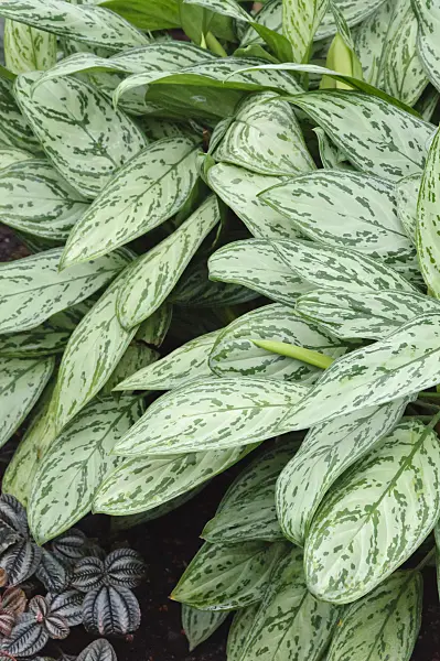 466107 - Chinese evergreen (Aglaonema commutatum 'Parrot Jungle')