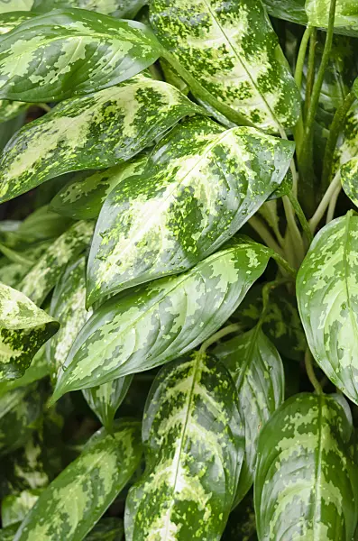 553087 - Chinese evergreen (Aglaonema modestum 'Variegatum')