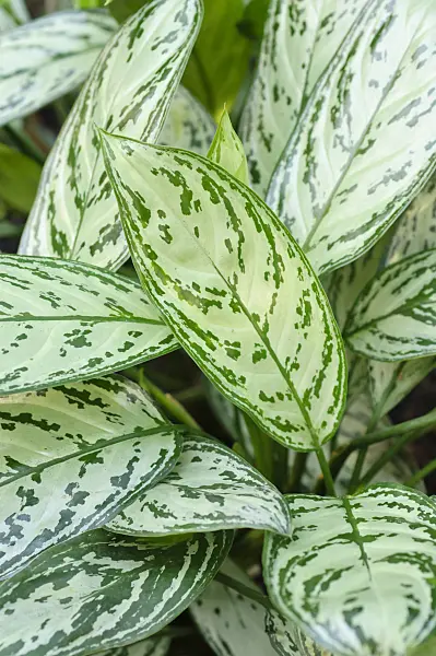 492001 - Chinese evergreen (Aglaonema nitidum 'Silver King')