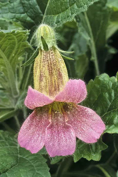 378159 - Chinese foxglove (Rehmannia elata)