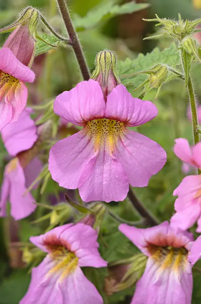 533576 - Chinese foxglove (Rehmannia elata)
