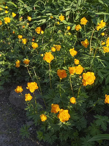 460048 - Chinese globeflower (Trollius chinensis)