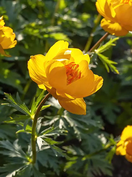 460049 - Chinese globeflower (Trollius chinensis)