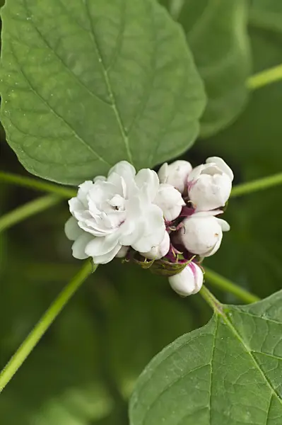 512034 - Chinese glory bower (Clerodendrum chinense 'Plenum' syn. Clerodendron chinense 'Plenum')