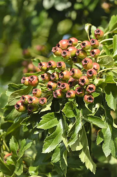 547371 - Chinese hawthorn (Crataegus pinnatifida var. major)