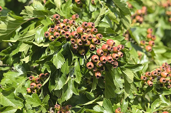 547372 - Chinese hawthorn (Crataegus pinnatifida var. major)