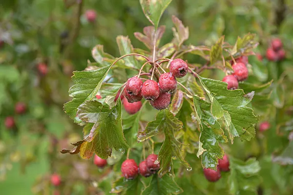 575076 - Chinese hawthorn (Crataegus pinnatifida var. major)