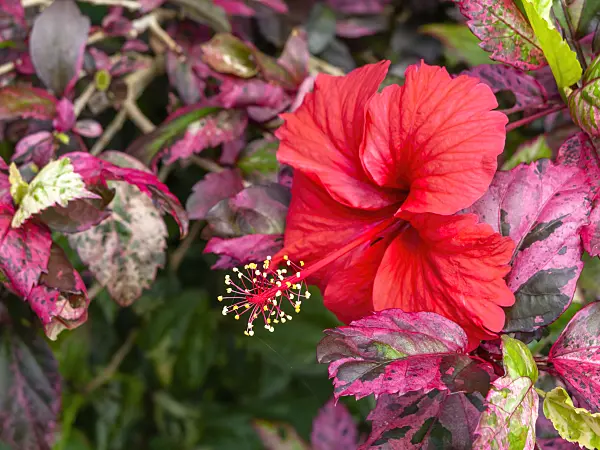 434116 - Chinese hibiscus (Hibiscus rosa-sinensis)