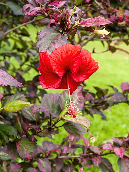 434119 - Chinese hibiscus (Hibiscus rosa-sinensis)