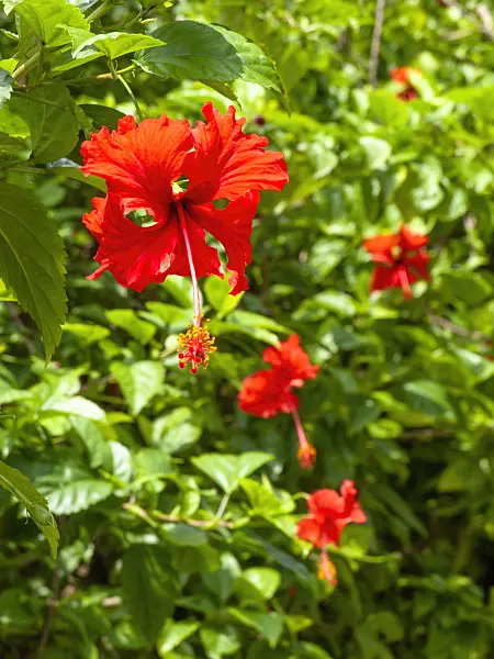 434264 - Chinese hibiscus (Hibiscus rosa-sinensis)