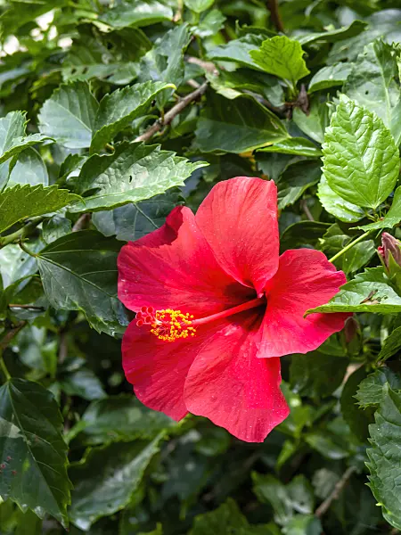 434291 - Chinese hibiscus (Hibiscus rosa-sinensis)