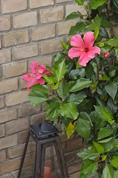 473249 - Chinese hibiscus (Hibiscus rosa-sinensis)