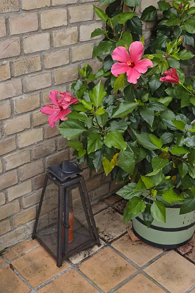 473250 - Chinese hibiscus (Hibiscus rosa-sinensis)