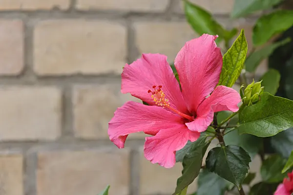 473251 - Chinese hibiscus (Hibiscus rosa-sinensis)