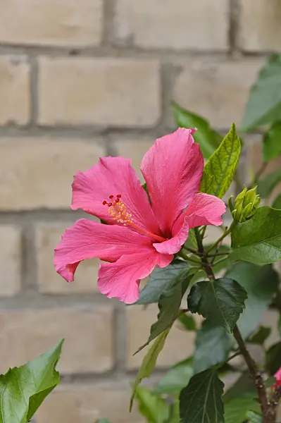 473252 - Chinese hibiscus (Hibiscus rosa-sinensis)
