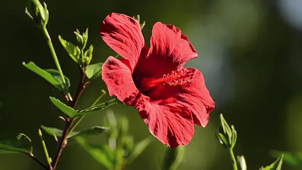 498066 - Chinese hibiscus (Hibiscus rosa-sinensis)