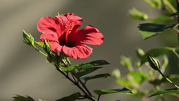 498067 - Chinese hibiscus (Hibiscus rosa-sinensis)