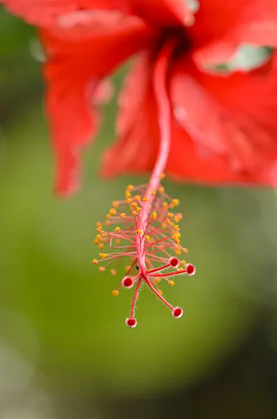 533594 - Chinese hibiscus (Hibiscus rosa-sinensis)