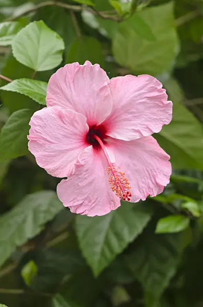 534493 - Chinese hibiscus (Hibiscus rosa-sinensis)