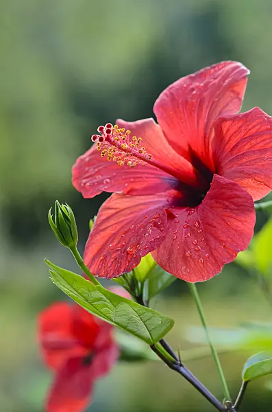 548001 - Chinese hibiscus (Hibiscus rosa-sinensis)