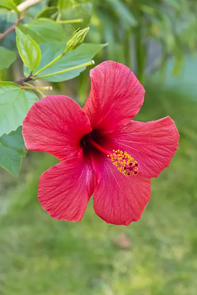549174 - Chinese hibiscus (Hibiscus rosa-sinensis)