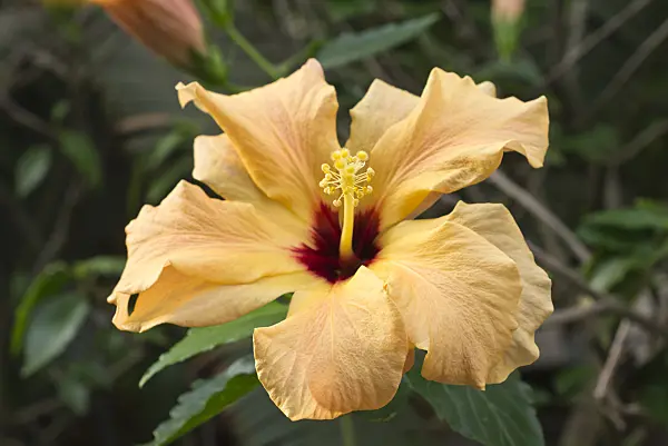 551012 - Chinese hibiscus (Hibiscus rosa-sinensis)