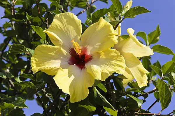 571010 - Chinese hibiscus (Hibiscus rosa-sinensis)