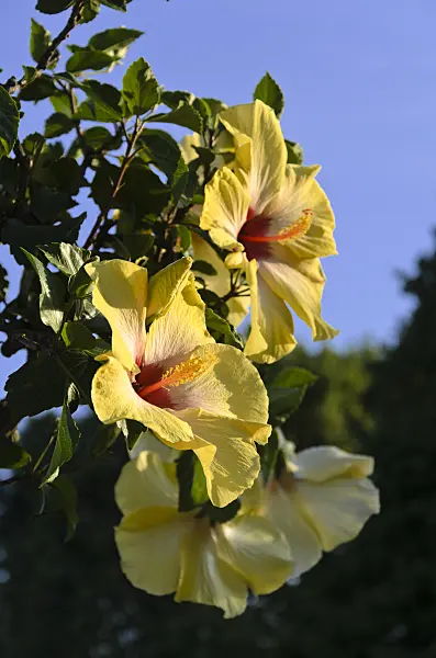 571021 - Chinese hibiscus (Hibiscus rosa-sinensis)