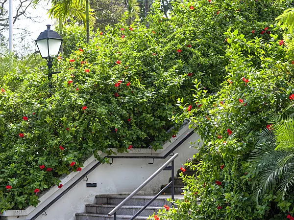 434164 - Chinese hibiscus (Hibiscus rosa-sinensis), Fort Canning Park, Singapore