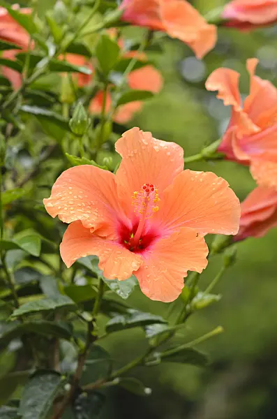 535127 - Chinese hibiscus (Hibiscus rosa-sinensis 'Ischia')