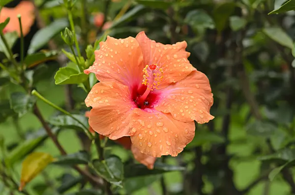 535128 - Chinese hibiscus (Hibiscus rosa-sinensis 'Ischia')