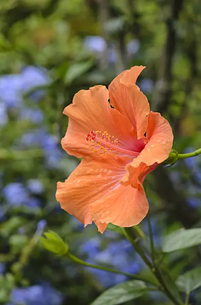 535129 - Chinese hibiscus (Hibiscus rosa-sinensis 'Ischia')